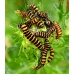 Cinnabar Moth Hipocrita jacobaeae 15 larvae 